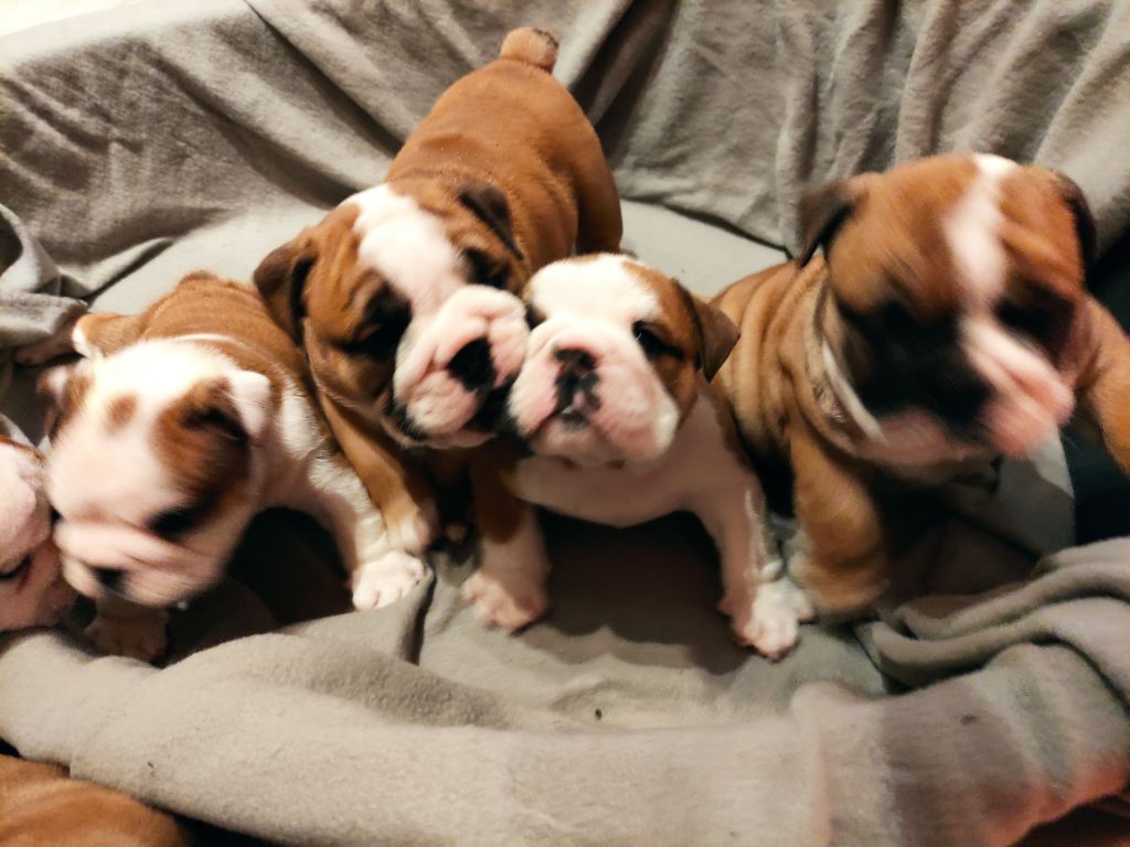 Natyed Bully - Chiots disponibles - Bulldog Anglais